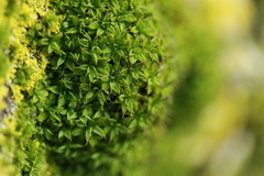 Syntrichia papillosa