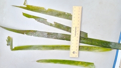 Vallisneria australis