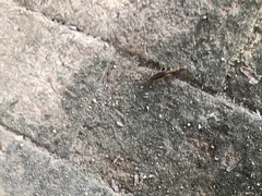 Mesomexovis occidentalis