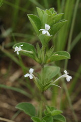 Ruellieae