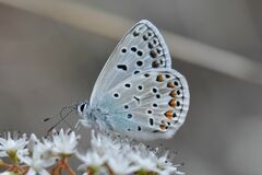 Polyommatus escheri