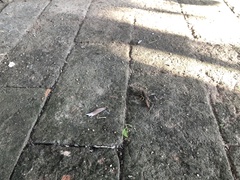 Mesomexovis occidentalis