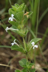 Ruellieae