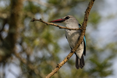 Halcyon senegalensis