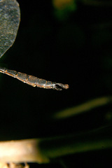 Somatochlora walshii