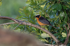 Cossypha niveicapilla