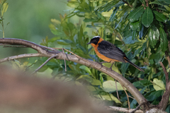 Cossypha niveicapilla