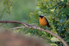 Cossypha niveicapilla