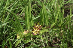 Pachycarpus concolor