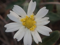 Melampodium leucanthum