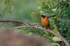 Cossypha niveicapilla