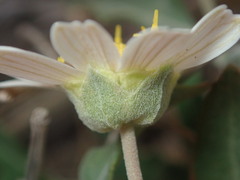 Melampodium leucanthum