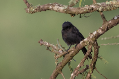 Melaenornis edolioides