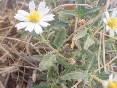 Melampodium leucanthum