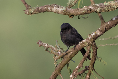Melaenornis edolioides