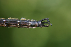 Somatochlora tenebrosa