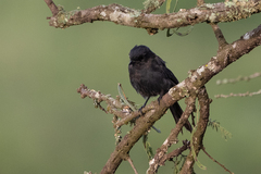 Melaenornis edolioides