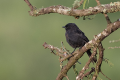 Melaenornis edolioides
