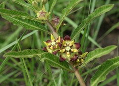 Pachycarpus concolor