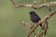 Melaenornis edolioides
