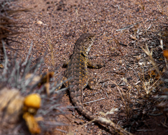 Liolaemus atacamensis