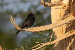Melaenornis edolioides