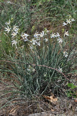 Anthericum liliago