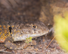 Liolaemus atacamensis