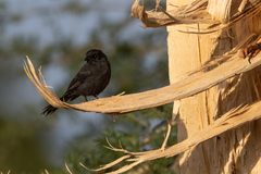 Melaenornis edolioides