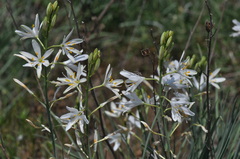 Anthericum liliago