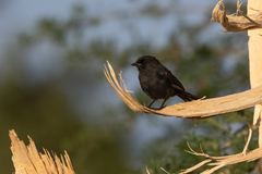 Melaenornis edolioides
