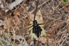 Libelloides coccajus