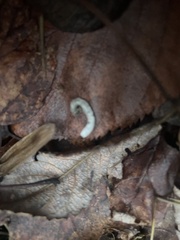 Enchytraeidae