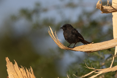 Melaenornis edolioides
