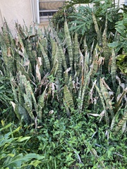 Sansevieria