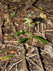 Pterostylis porrecta