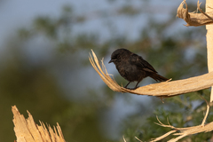 Melaenornis edolioides