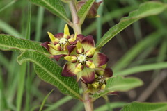 Pachycarpus concolor