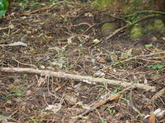 Pterostylis porrecta