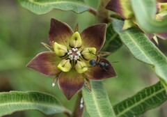 Pachycarpus concolor