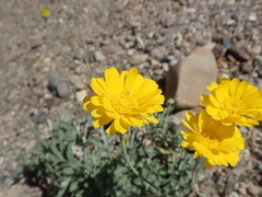 Baileya multiradiata