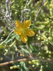Mentzelia adhaerens