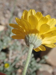 Baileya multiradiata