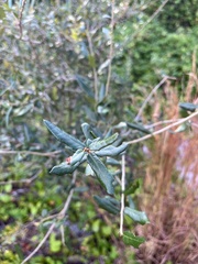 Quercus pumila