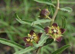 Pachycarpus concolor