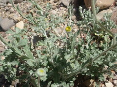 Baileya multiradiata