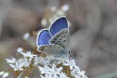 Polyommatus escheri