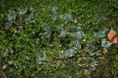 Peltigera hymenina
