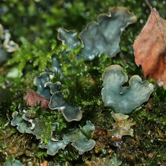 Peltigera hymenina