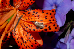 Agonopterix heracliana